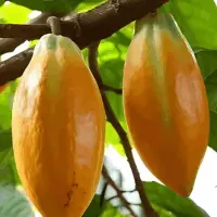 Theobroma Cacao